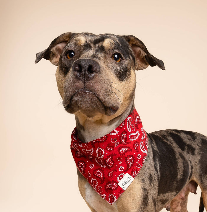 The Paws Dallas Dog Bandana – Red Paisley | 100% Cotton, Handmade in Bali