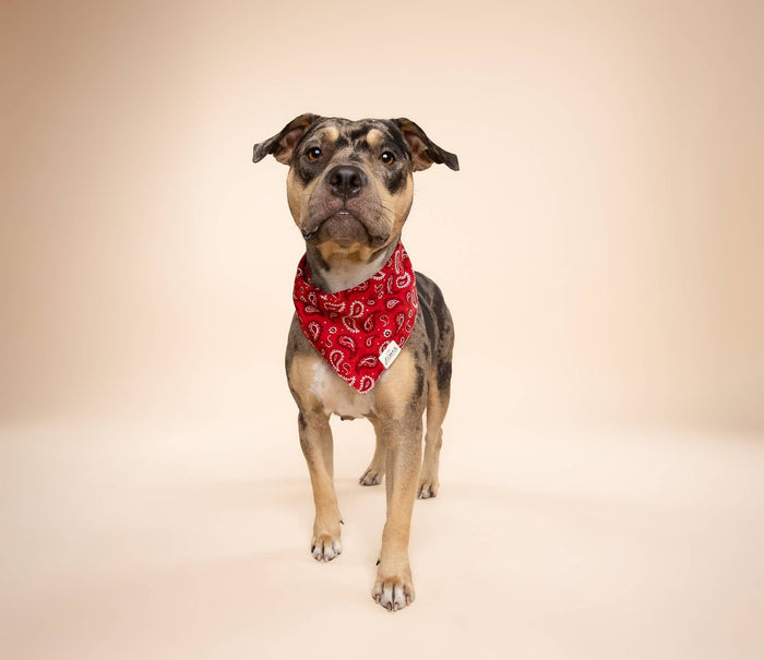 The Paws Dallas Dog Bandana – Red Paisley | 100% Cotton, Handmade in Bali