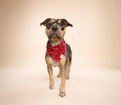 The Paws Dallas Dog Bandana – Red Paisley | 100% Cotton, Handmade in Bali