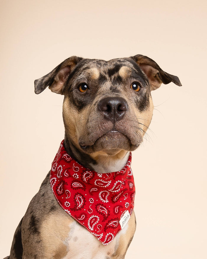 The Paws Dallas Dog Bandana – Red Paisley | 100% Cotton, Handmade in Bali
