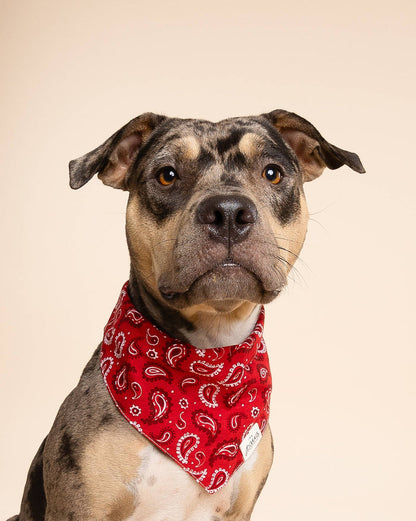 The Paws Dallas Dog Bandana – Red Paisley | 100% Cotton, Handmade in Bali