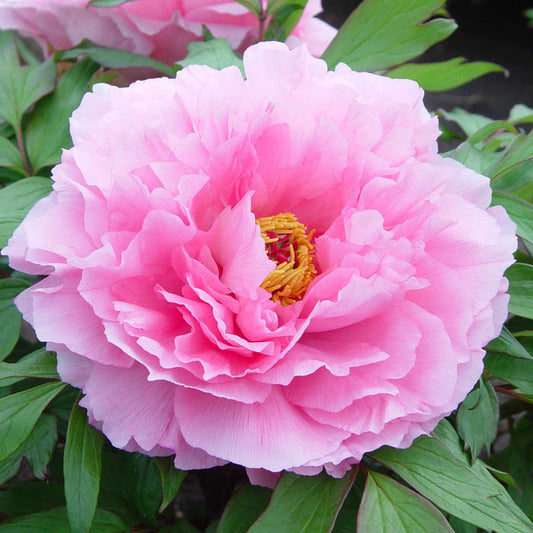Tree Peony 'Rou Fu Rong'