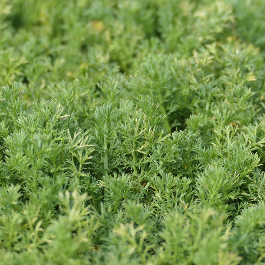 'Treneague' Lawn Chamomile Plant Vegetables