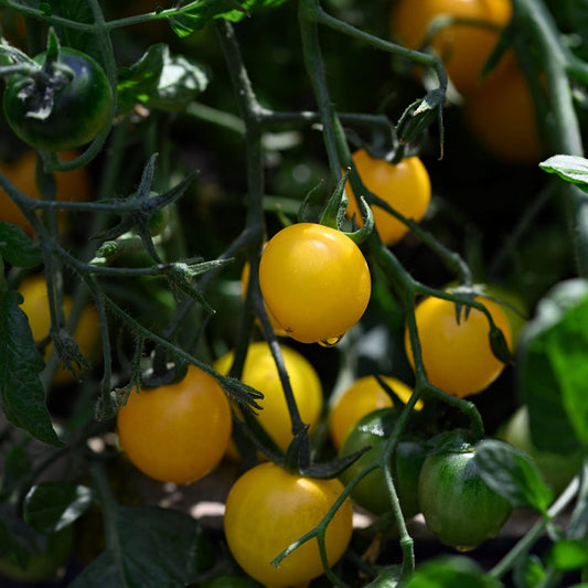 'Tumbling Tom Yellow' Tomato Plants Vegetables