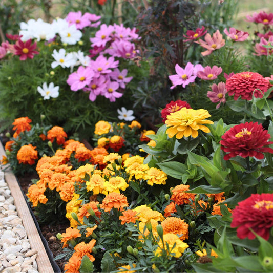 Ultimate Vegetable Companion Plant Collection | Cosmos, Marigold & Zinnia Annual Bedding
