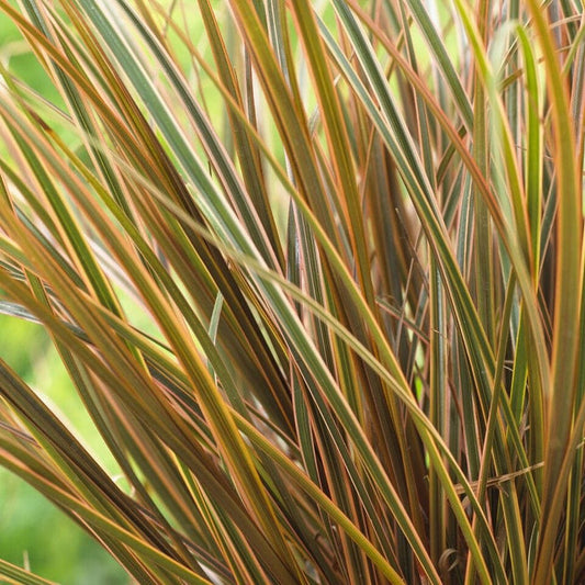 Uncinia 'Everflame' Perennial Bedding