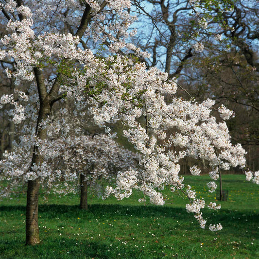 White Weeping Cherry Blossom Tree | Prunus yedoensis 'Shidare Yoshino' Ornamental Trees