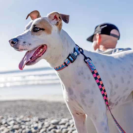 Wolfgang Buenaonda Dog Collar