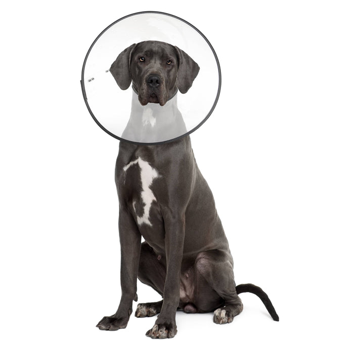 ZENPET - E-Clear - Plastic E-Collar - Dog.Dog.Cat.